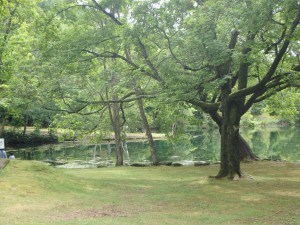 きれいで静かな鳥沼公園 ほっとする