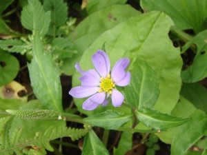 名の知らぬきれいな花