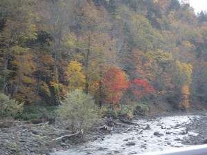 ウルマナイ川上流の紅葉