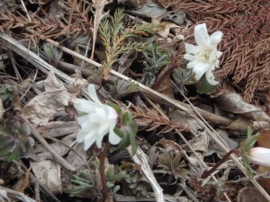白い花のアズマイチゲ