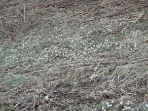 群生する白い花