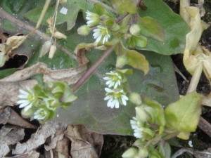 白いコハコベの花