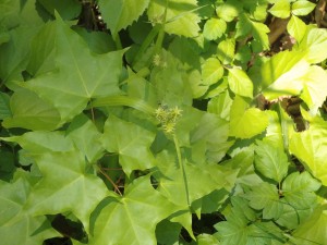 名の分らぬ緑の花