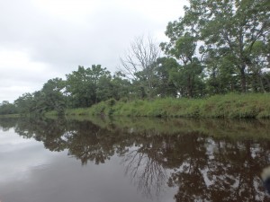 時々魚が跳ねる