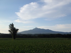 ポプラと斜里岳