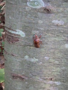 夏の思い出 下山途中にまだ鳴いていた