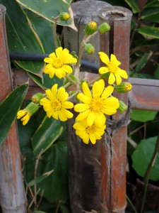 黄色いきれいな花