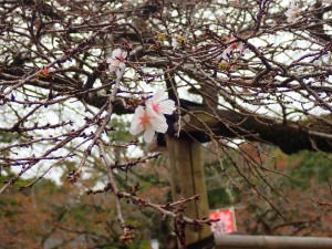 二季咲桜（にきざきさくら）というらしい