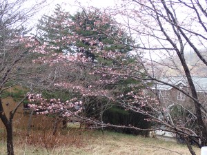 咲き始めの桜