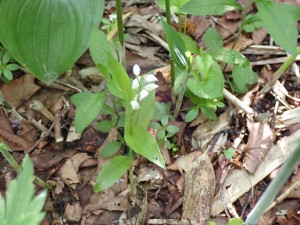 白い小さな花