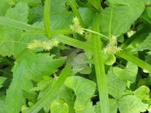 緑のトゲトゲの花