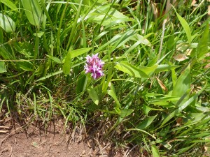 ピンクの花