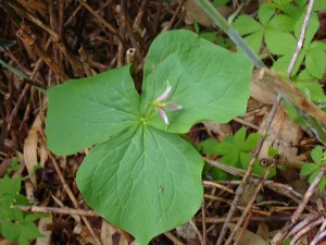 珍しい花か？