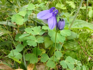 白い花弁の先がうまく見えない