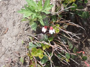 実は赤く、食べられる