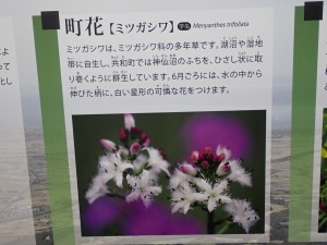 ミツガシワの白い花