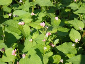 赤い可憐な花