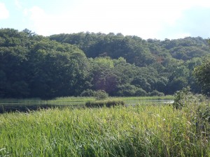 ほっとする景色