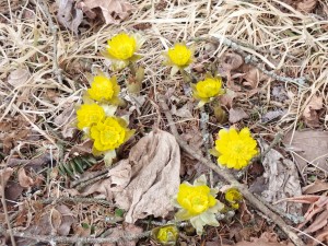 今年初のお花