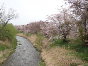 沢山の桜