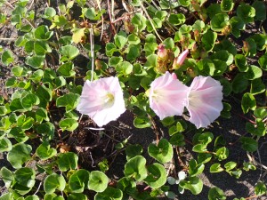 桃色の清楚な花