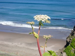 海と白い花