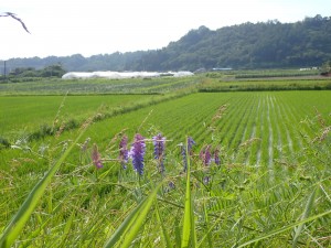 夏休みはまだかな