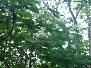 白い木の花