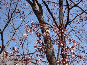 ここの桜は早い