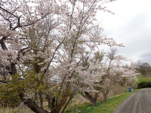 今年もきれいな桜