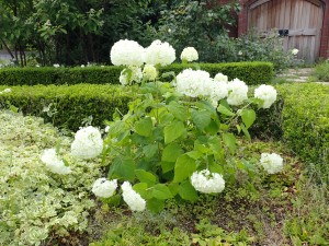 白い花の花壇