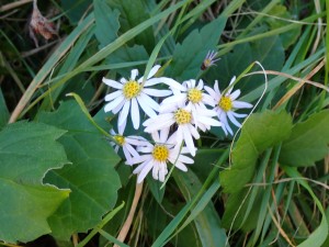 小学校の近くは 花が多い