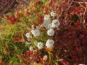 名の知らぬ白い花