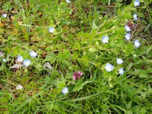 青い可愛い花
