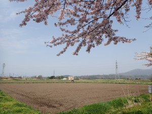 田圃と桜