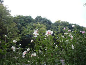 沢山咲く白い花