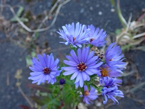 青くきれいな花