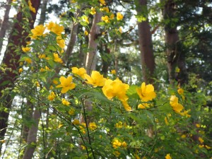 黄色の花