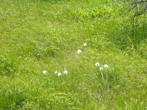 夏の花