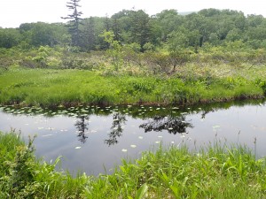 涼し気