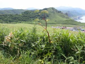 沢山咲く