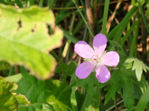 ピンクの花