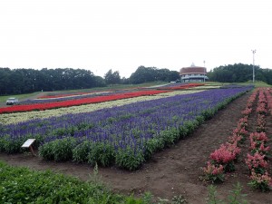 色とりどりの花