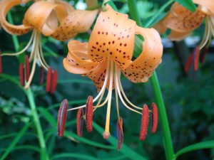 きれいなお花