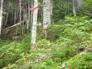 後から来た登山者に もう登ってきたの？