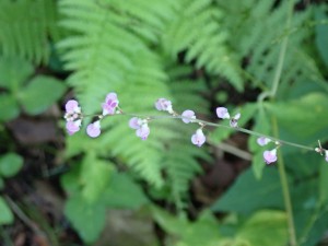 紫の花