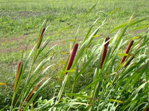 花期の雌花穂とのこと