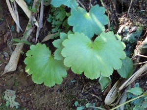 花はこれから