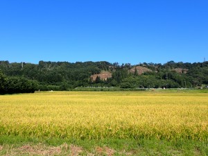 米、おいしそう