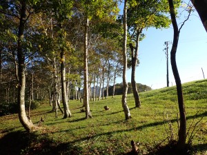 ダンパラスキー場